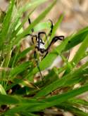 Black-and-yellow Argiope Spider