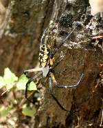 Black-and-yellow Argiope Spider