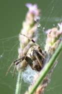 Arabesque Orbweaver