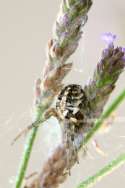 Arabesque Orbweaver