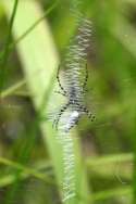 Black-and-yellow Argiope Spider