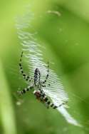 Black-and-yellow Argiope Spider