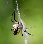 Black-and-yellow Argiope Spider