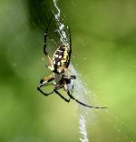 Black-and-yellow Argiope Spider