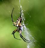 Black-and-yellow Argiope Spider