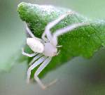 Flower Crab Spider