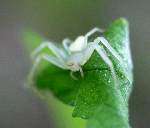 Flower Crab Spider