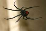 Black Widow Spider