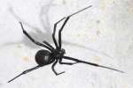 Black Widow Spider