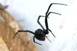 Black Widow Spider