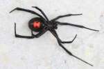 Black Widow Spider