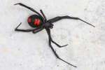 Black Widow Spider