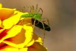 Green Lynx Spider