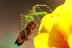 Green Lynx Spider