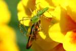 Green Lynx Spider