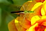 Green Lynx Spider