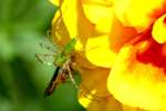 Green Lynx Spider