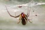 Bowl & Doily Weaver Spider
