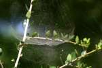 Bowl & Doily Weaver Spider
