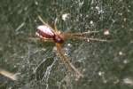 Bowl & Doily Weaver Spider