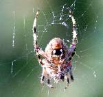 Barn Spider