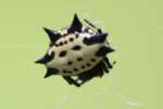 Crablike Spiny Orbweaver Spider