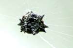 Crablike Spiny Orbweaver Spider