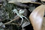 Celer Crab Spider