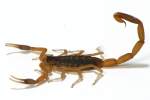 Striped Bark Scorpion