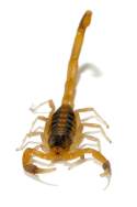 Striped Bark Scorpion