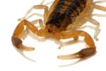 Striped Bark Scorpion