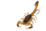 Striped Bark Scorpion