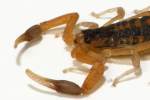 Striped Bark Scorpion