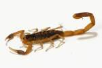 Striped Bark Scorpion