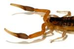 Striped Bark Scorpion