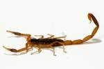 Striped Bark Scorpion