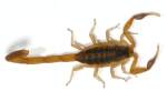 Striped Bark Scorpion