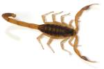 Striped Bark Scorpion