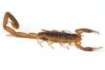 Striped Bark Scorpion