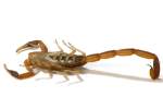 Striped Bark Scorpion