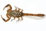 Striped Bark Scorpion