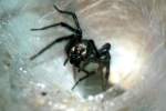 Funnel Web Spider