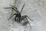 Funnel Web Spider