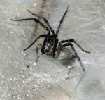 Funnel Web Spider