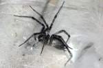 Funnel Web Spider