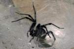 Funnel Web Spider