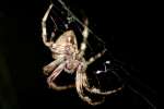 Barn Spider