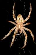 Barn Spider