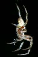 Barn Spider