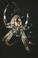 Barn Spider